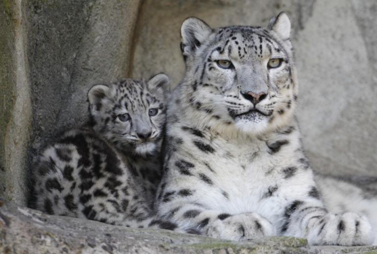 133162-snow-leopards